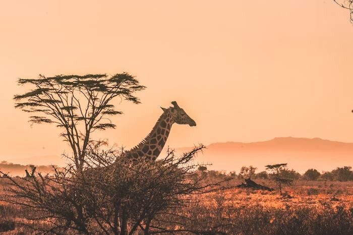 Giraffe at sunset on the savannah
